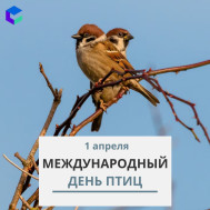 Забайкальцы празднуют Международный день птиц.