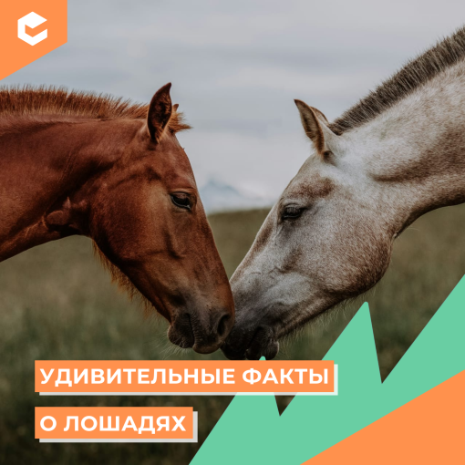 Факты о лошадях (КЦ февраль).